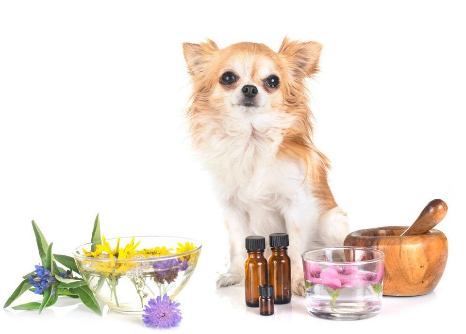 Canine aromatherapy top